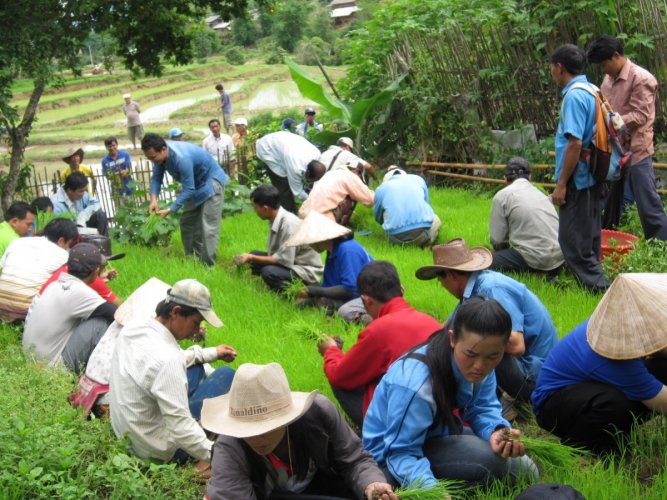 10SAEDA SRS replanting