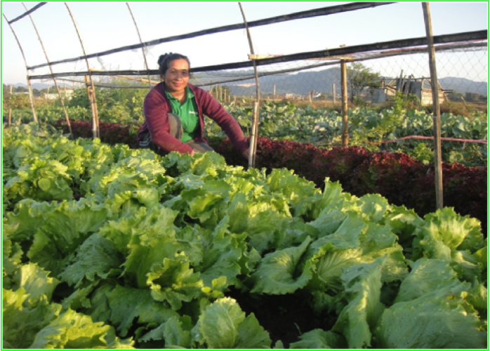 14SAEDA-Organic vegetable