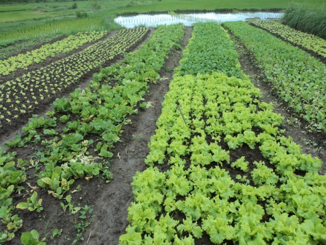 5SAEDA organic vegetable2