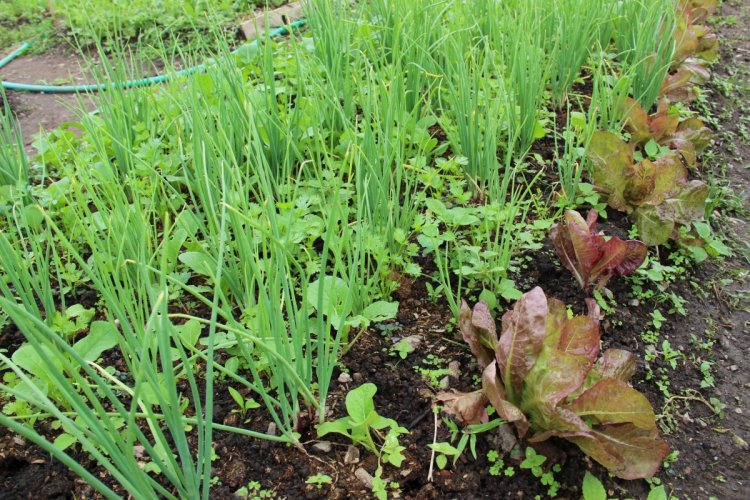 6SAEDA organic vegetable3