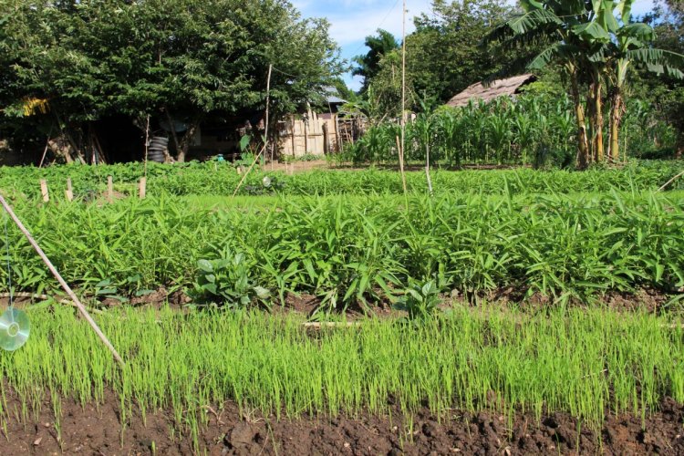 7SAEDA organic vegetble4