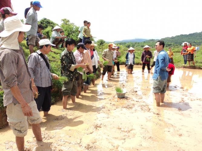 SAEDA replanting rice8